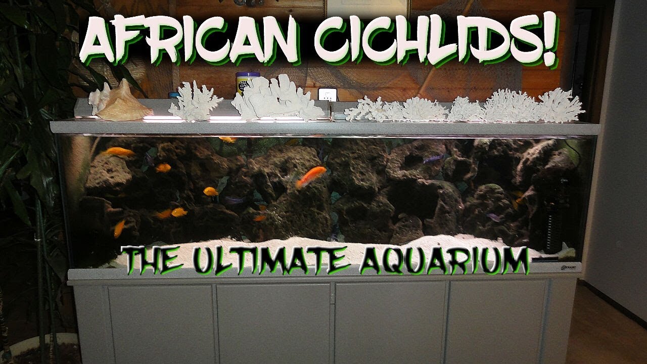 careless whisper African Cichlids! The Ultimate Aquarium