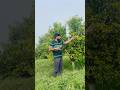 🍊 Foot Rot (Gummosis) in Citrus | Symptoms & Cure | Live from the Field #kinnow # Farming