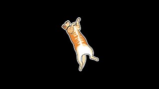 Cat becomes a telegram sticker Cat becomes a telegram sticker
