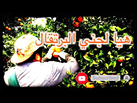 Anis Haddad أغنية تربوية تعليمية للأطفال أغنية ان الأوان يا رجال هيا لجني البرتقال برتقالة 