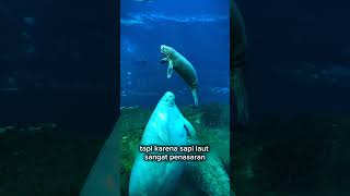 Kenapa Dugong atau Sapi Laut Terkadang Mencium Pasir? Ini Alasannya. #shorts #hewanlaut #faktahewan