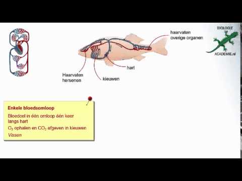 Transport - anatomie bloedvatenstelsel