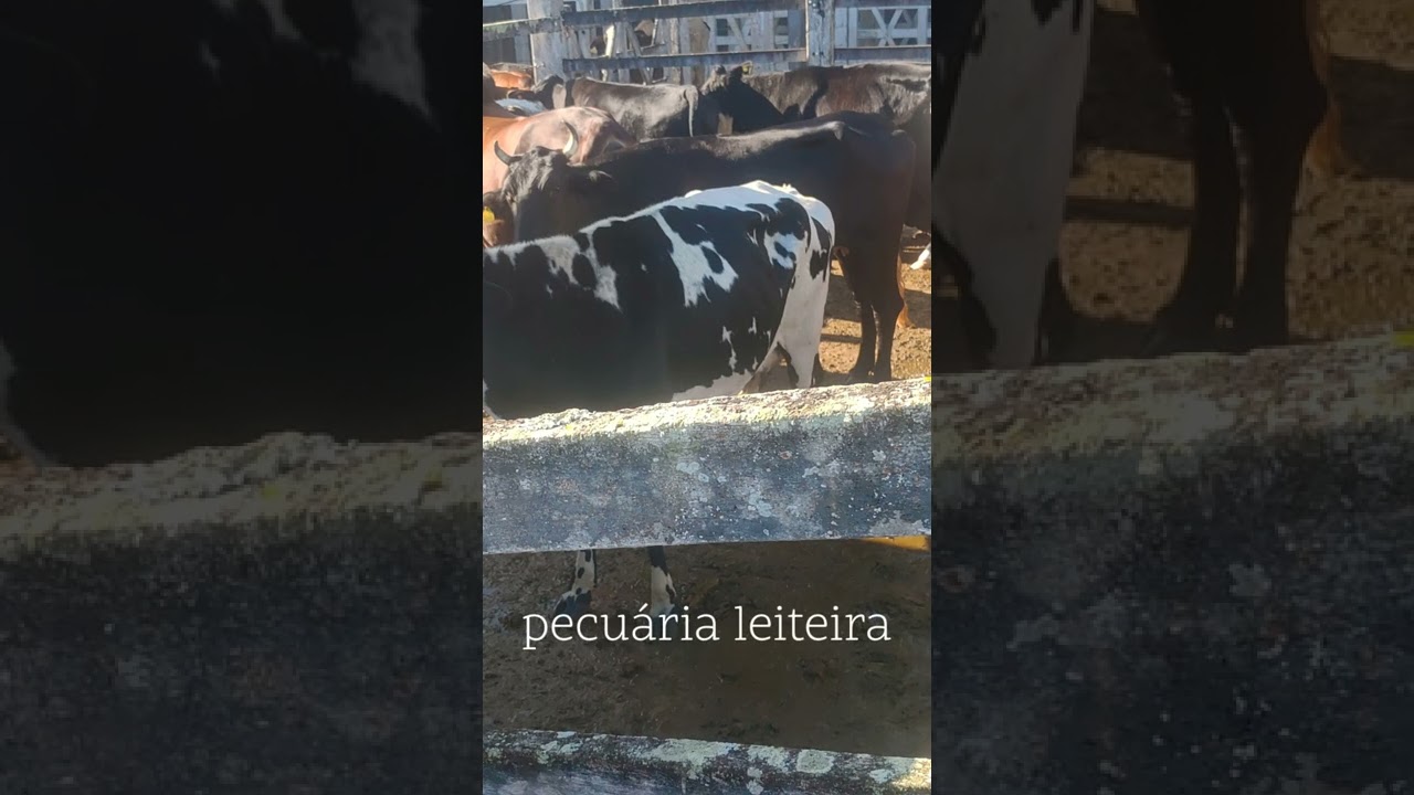 Fazenda São Leopoldo Agropecuária AllFarm Agronegócio de milho irrigado