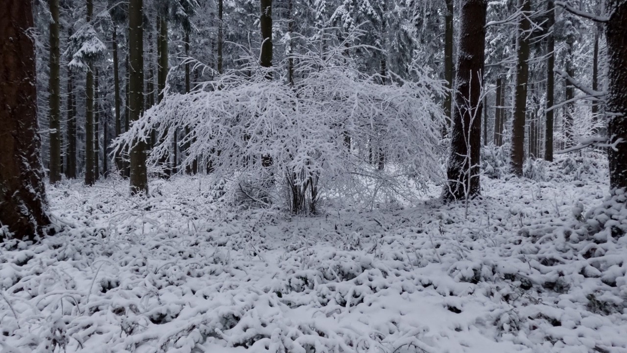 Snowy Forest Ambience – Cinematic Nature Video (Winter Study)