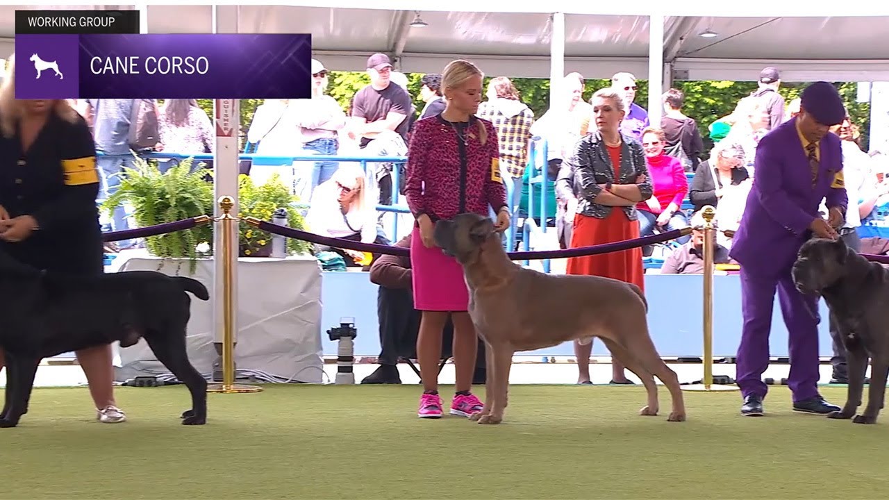Cane Corsos | Breed Judging 2024