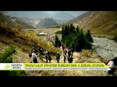 ბორჯომის ხეობის დამწვარი ტყის საფარის აღდგენა დაიწყო