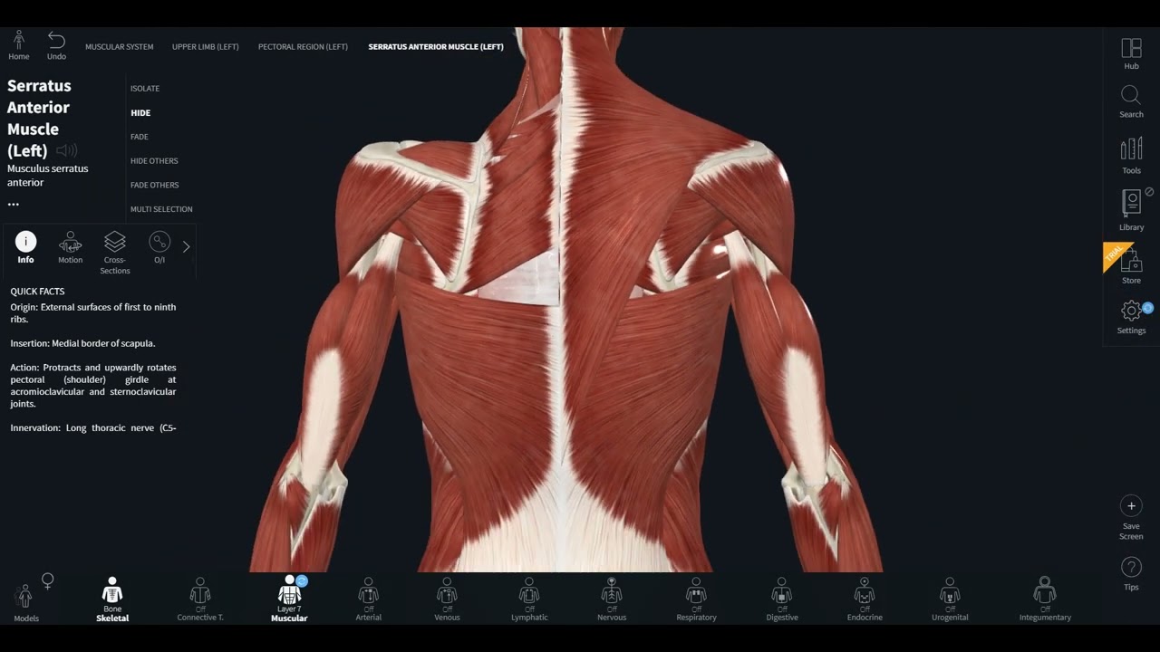 مراجعة عضلات الهيكل المحوري