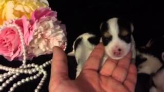 ANGEL'S BEAUTIFUL ANGELS TURNING TWO WEEKS OLD!