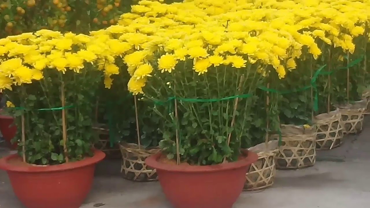 Bán vài CHẬU MAI ân tết khỏe ru