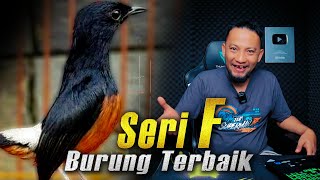 KENAPA‼️murai batu seri F adalah burung terbaik