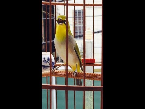 Video Luyện giọng chim vành khuyên non mỗi ngày - youtube