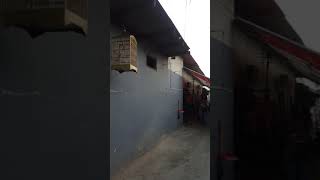 Download Lagu Burung crukcuk yg pintar MP3