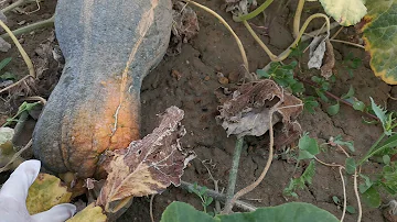 ORGANIC BUTTERNUT SQUASH/ HOW TO APPLY HAND POLLINATION