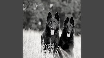 Groovy Moods for Resting Pups