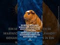 Meerschweinchen wird Vater von 400 Babys