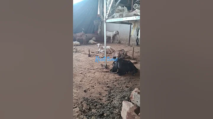 Watch the video about Black bengal goat Farming ! Goat Breeder ! Goat Farming ! Bakri Palan