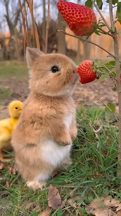Rabbit @allsubsolution493 #respect #helping #trending #viral video#youtube shorts #Watch