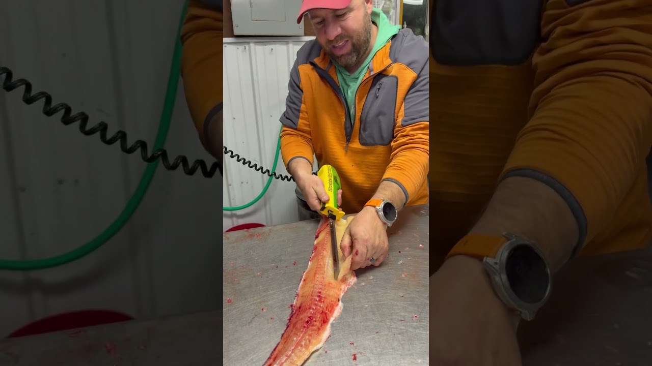 Attempting to Y bone a northern pike Oak Island resort Lake of the Woods, Minnesota ￼￼