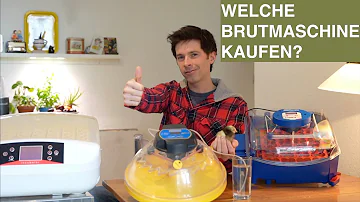 Welche Brutmaschine für Anfänger?