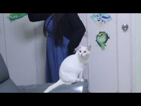 【一起來看貓咪】跳舞幕後花絮🐈 #cat