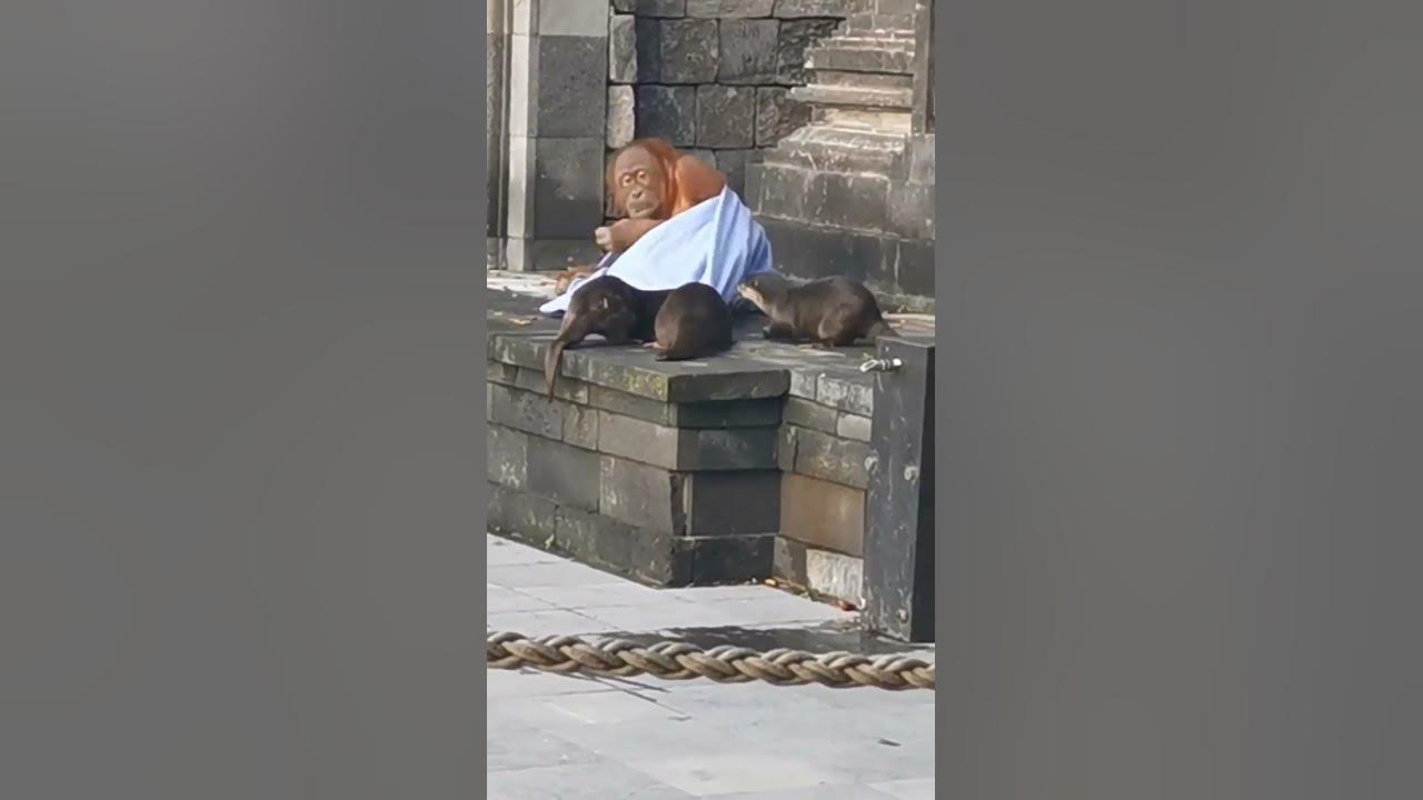 Smart orangutan with otters - YouTube