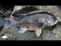 How I Catch Tautogs At The Jetty First Keeper Tautog Of The Year How I Catch Tautogs At The Jetty First Keeper Tautog Of The Year