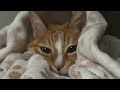 【猫動画】WBC!ワールドクラスにベストでカワイイニャンコ動画!〜にゃんともパレード〜#猫動画#猫#447