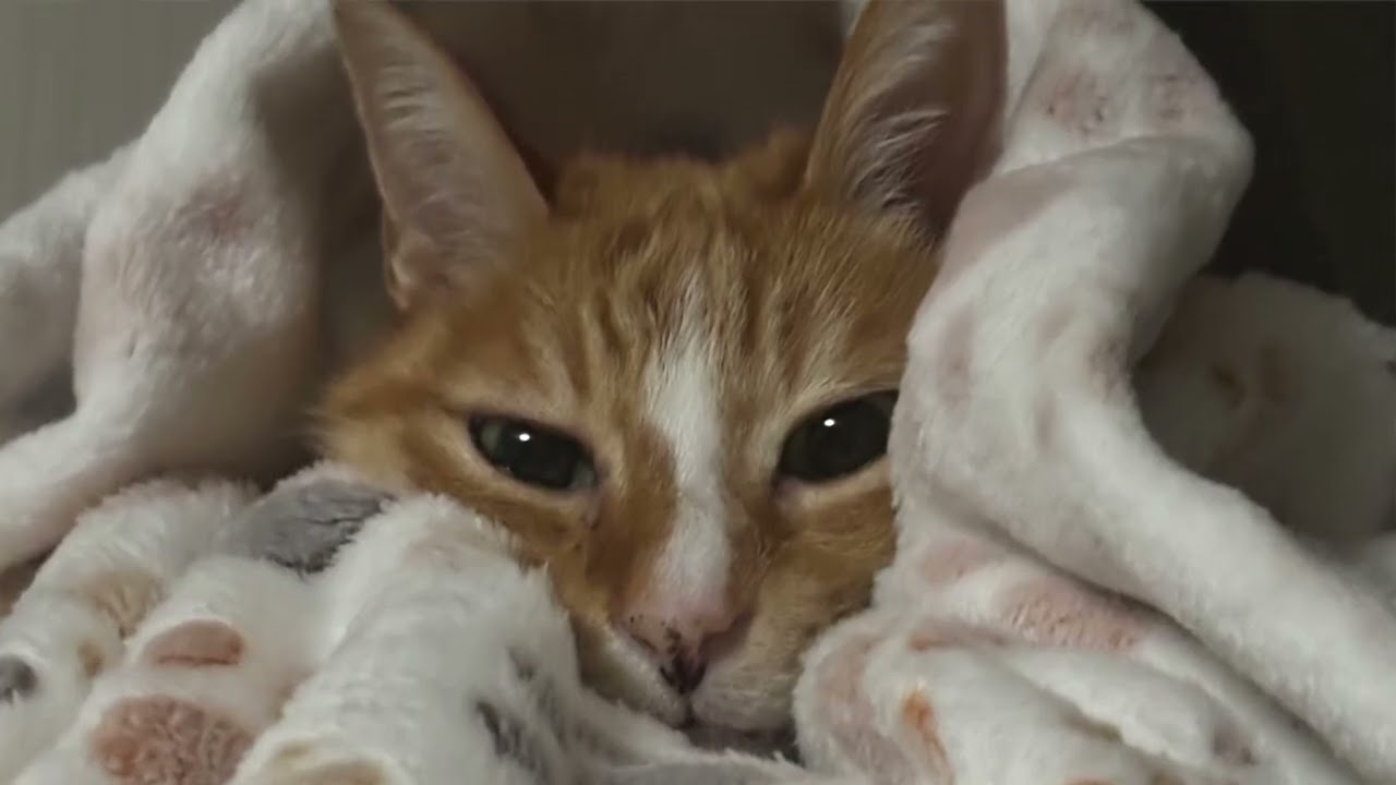 【猫動画】WBC!ワールドクラスにベストでカワイイニャンコ動画!〜にゃんともパレード〜#猫動画#猫#447