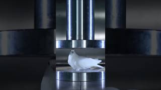 Hydraulic Press vs Birds – The Most Satisfying Slow Motion Ever!”