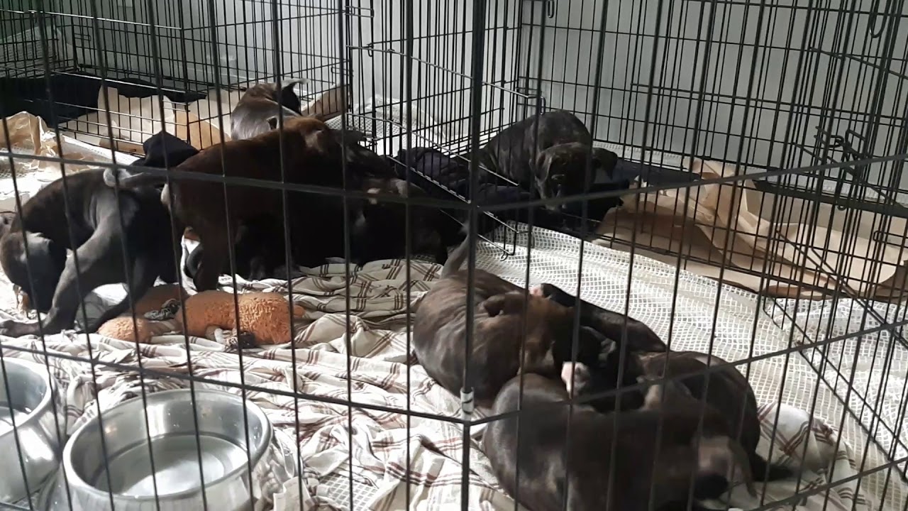 Puppy rumble YouTube