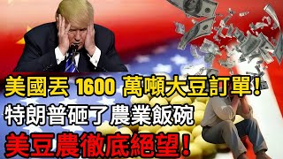 美國丟 1600 萬噸大豆訂單！特朗普關稅戰砸了農業飯碗，美豆農徹底絕望！