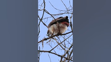 Red Tailed Hawk - Fetching Building Material For Nest