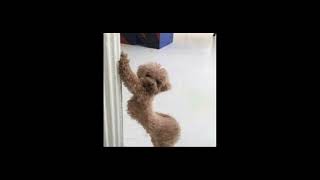 Dance Again Sped Up Reverb