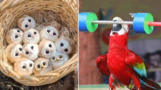 Smart And Funny Parrots Parrot Talking Videos Compilation (2023) - Cute Birds #28