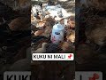 Kuku Ni Mali
