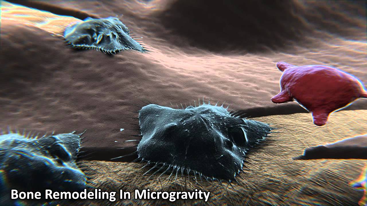 Bone Remodeling in Microgravity - YouTube