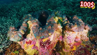 Download Lagu Lặn Biển Bắt Gặp Sò Khổng Lồ Quý Hiếm | diving in vietnam 5k MP3