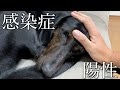 預かり中の保護犬が感染症を患っていました