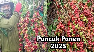 Jambi Coffee Harvest Immediately Pruning