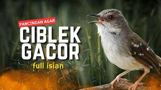 Masteran Ciblek Kristal Gacor Nembak Ngebren, Variasi Full Bikin Emosi
