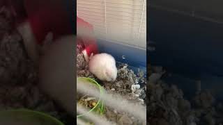 Syrian Hamster Two Weeks Pregnant