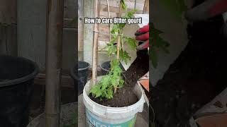 Tips for care Bitter gourd plants #garden #shots #youtube