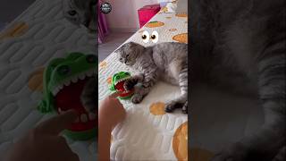 “Duniya ka sabse fast reaction 😱 | Cat reflexes”