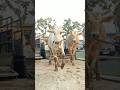 Sapi sapi betina turun bareng