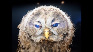 Agility - farsighted, fast and flexible