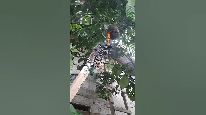 quemando los cubos