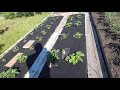 Отзыв укрывного материала (агроспан) для посадки клубники