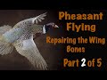 Pheasant taxidermy 2 of 5... Repairing broken wing, wrapping drumstick and installing the body.