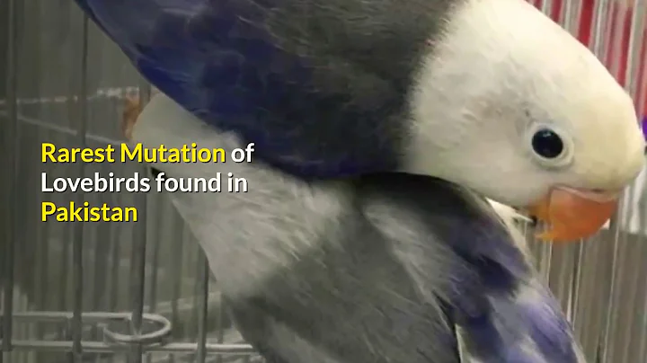 Learning Mutation #1: Rarest Lovebird Mutation 'MI...
