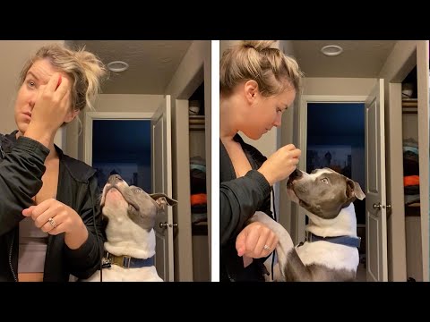 Adorable Staffy Wants Make-Up (Pet Pooch Wants Attention)